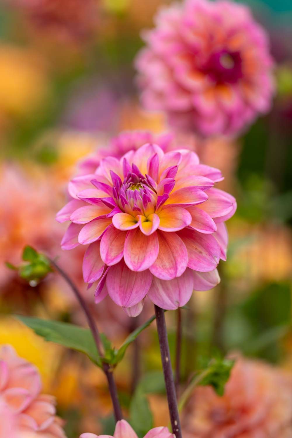 Dahlia 'Great Silence'